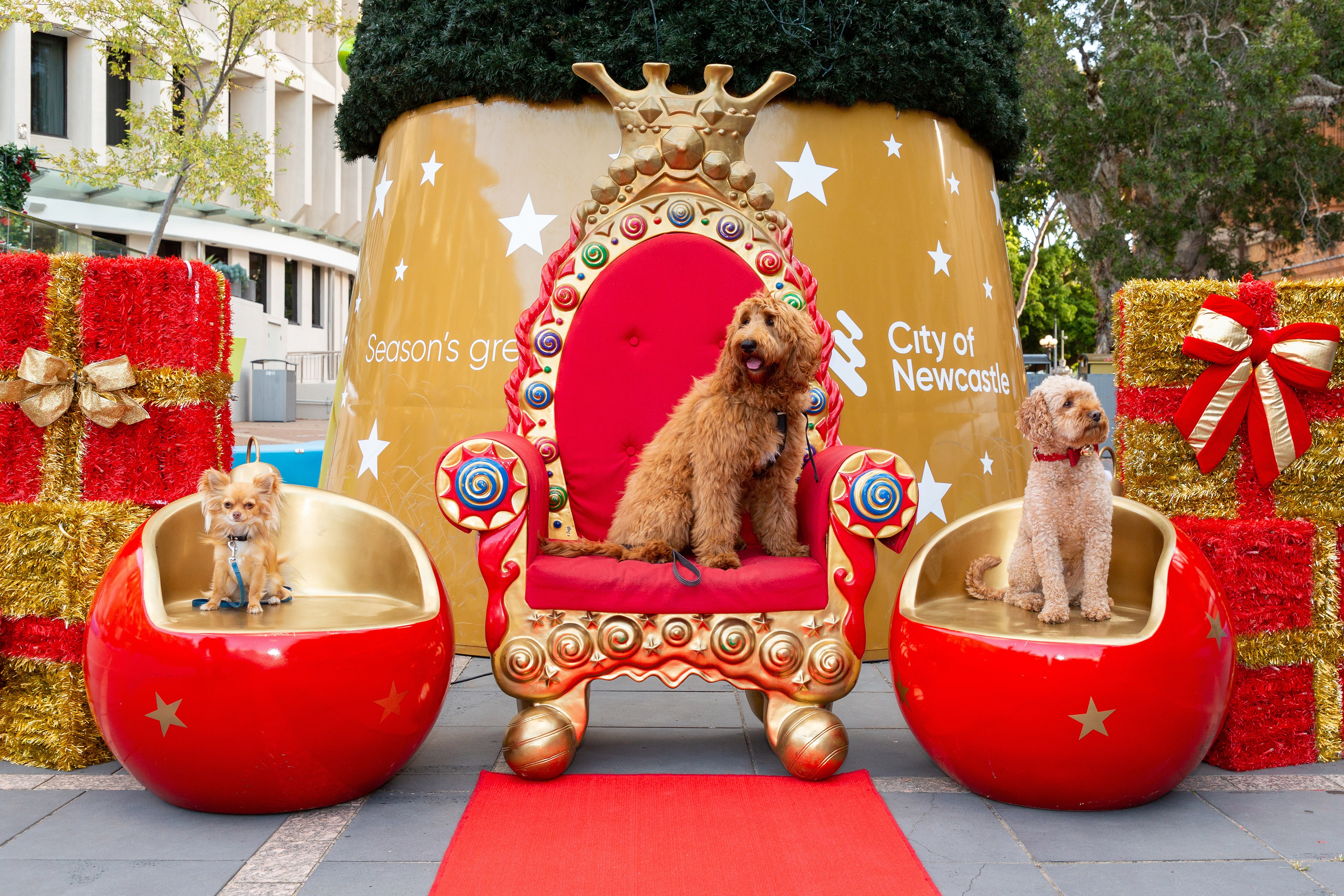 An example of a festive ‘pawtrait’ featuring three dogs, as part of City of Newcastle’s 2024 Christmas program in Wheeler Place