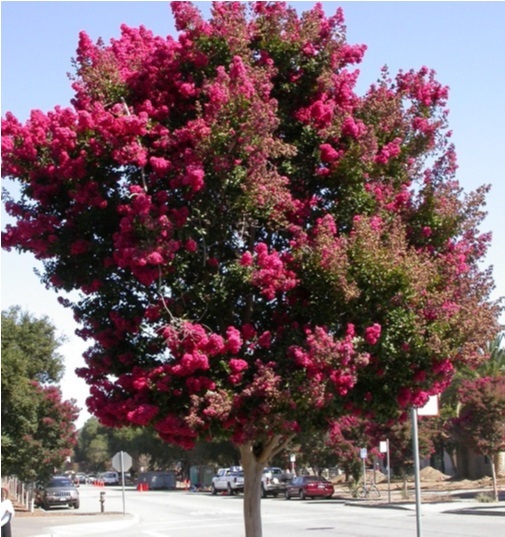 Crepe Myrtle