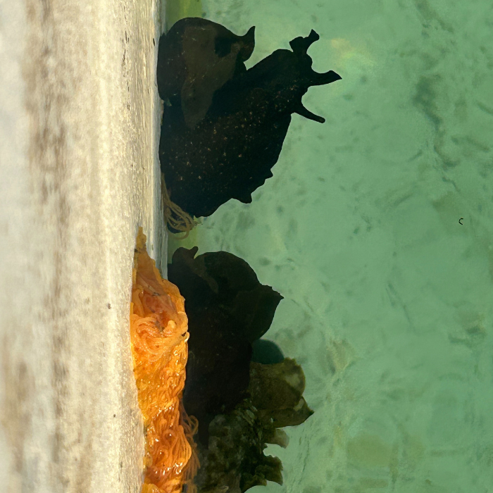 Sea Hare and Eggs