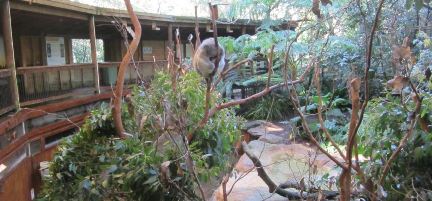 Koala habitat