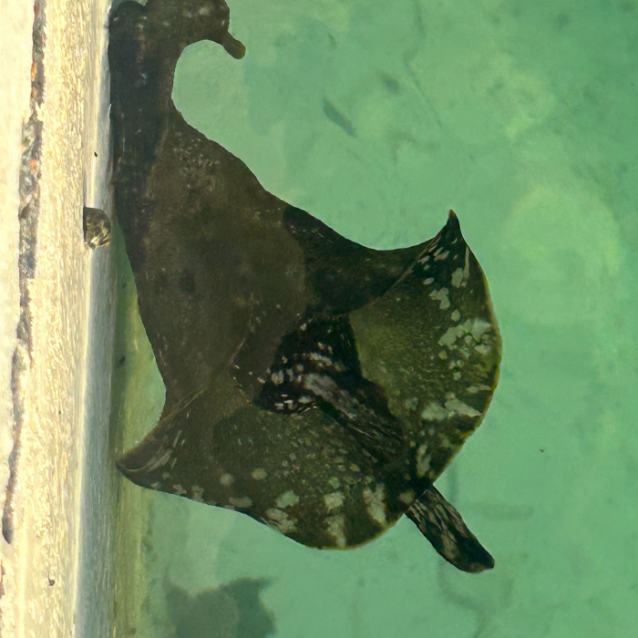 Sea Hare Swimming
